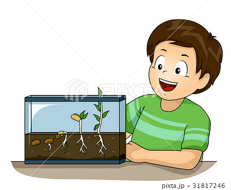 Kid Germination Experiment Kid Germination Experiment 31817246