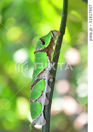 クロアゲハの幼虫 ミカンの葉の上での写真素材