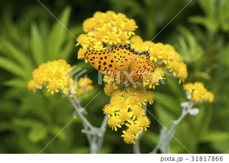 ツマグロヒョウモン 31817866