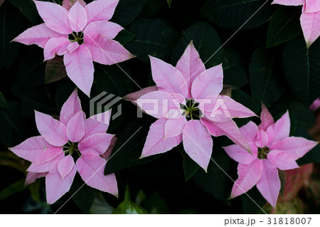 プリンセチア 31818007