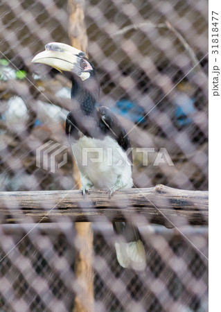 Oriental Pied Hornbill in the zoo of thailand 31818477
