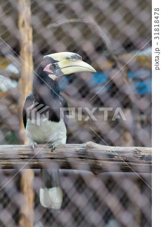 Oriental Pied Hornbill in the zoo of thailand 31818478