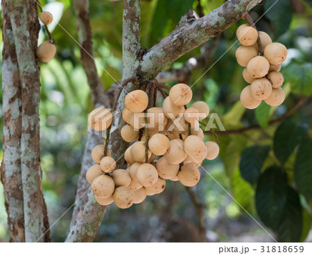 Langsad,traditional Thai fruit on tree in garden 31818659