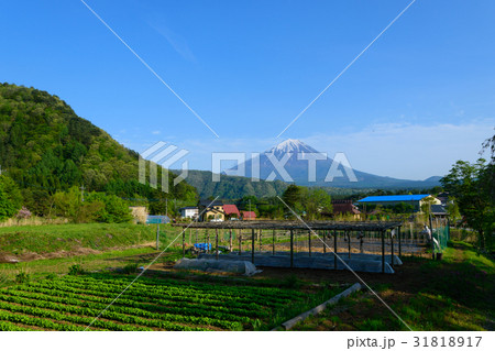 山梨 富士山と農地 山梨 富士山と農地 31818917