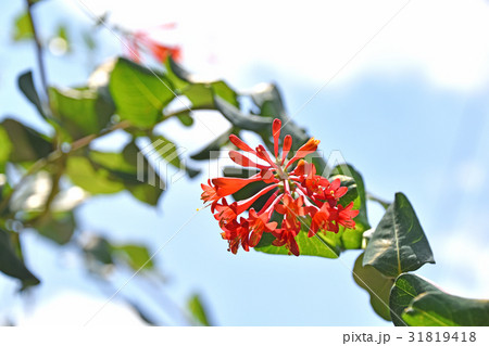 ツキヌキニンドウ(突抜忍冬) ツキヌキニンドウ(突抜忍冬) 31819418