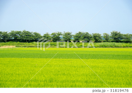 田園風景 田園風景 31819476