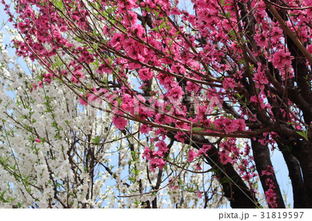 紅白の花 31819597