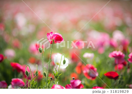 鴻巣　ポピーまつり（馬室会場） 31819829