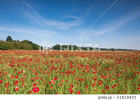 鴻巣　ポピーまつり（馬室会場） 31819835