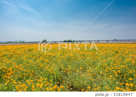 鴻巣　ポピーまつり（馬室会場） 31819847