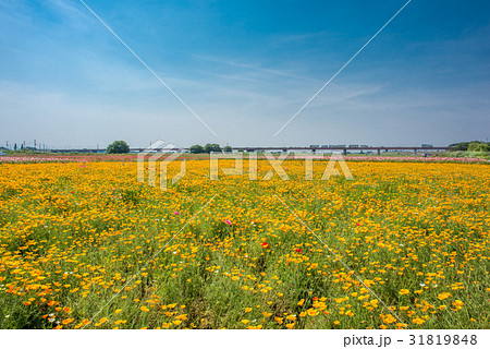 鴻巣　ポピーまつり（馬室会場） 31819848