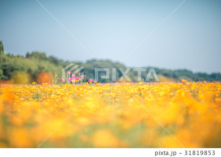 鴻巣　ポピーまつり（馬室会場） 31819853