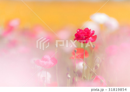 鴻巣　ポピーまつり（馬室会場） 31819854