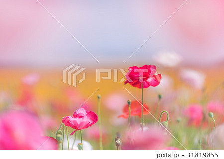 鴻巣 ポピーまつり(馬室会場) 鴻巣 ポピーまつり(馬室会場) 31819855