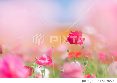 鴻巣　ポピーまつり（馬室会場） 31819857