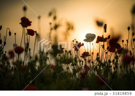 鴻巣　ポピーまつり（馬室会場） 31819859