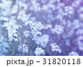 forget-me-not (Myosotis) flowers background 31820118