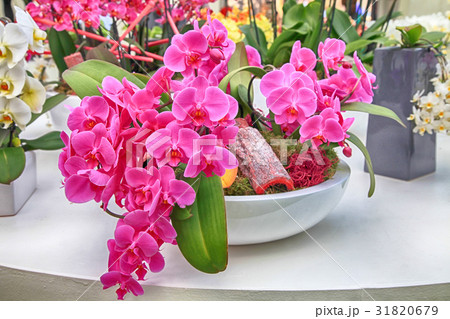 Bouquet of lilac orchids flowers 31820679