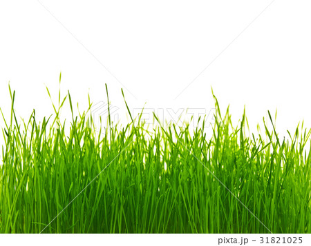 Grass Grass 31821025