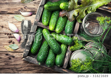 Fresh cucumbers for pickling 31821689