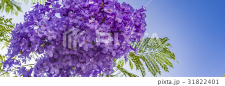 Handroanthus impetiginosa Lilac blue color  31822401