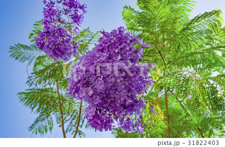 Handroanthus impetiginosa Lilac blue color  31822403
