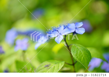 小さな紫陽花 31822714