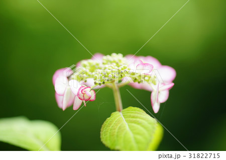 小さな紫陽花 31822715
