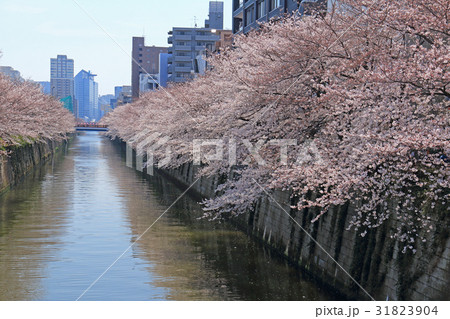 目黒川の桜並木 目黒川の桜並木 31823904