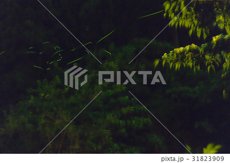飛翔するホタルの光跡 31823909