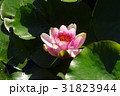 蓮の花 31823944