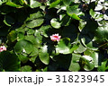蓮の花 31823945