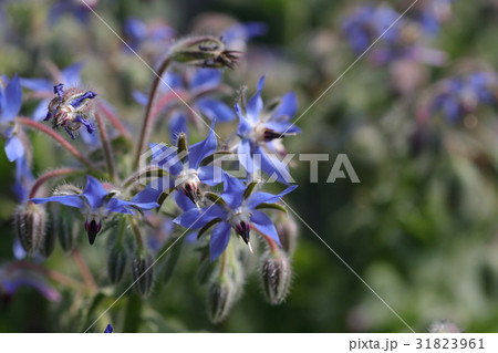 ポリジ　ハーブ 31823961