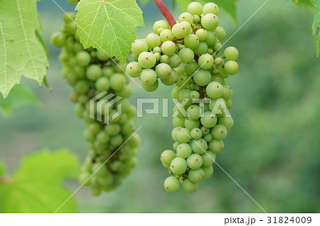 ぶどう・6月 ぶどう・6月 31824009