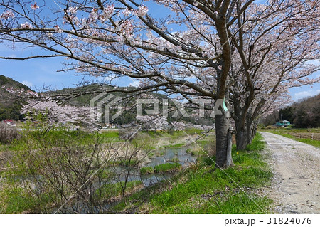 武庫川上流の川沿いに長く続く長い桜並木（波田橋付近） 31824076