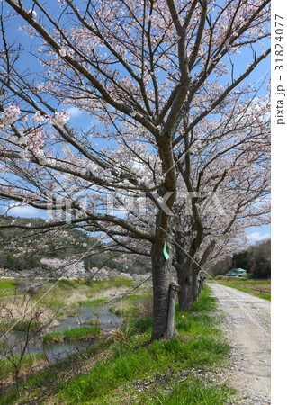 武庫川上流の川沿いに長く続く桜並木と遊歩道（波田橋付近） 31824077