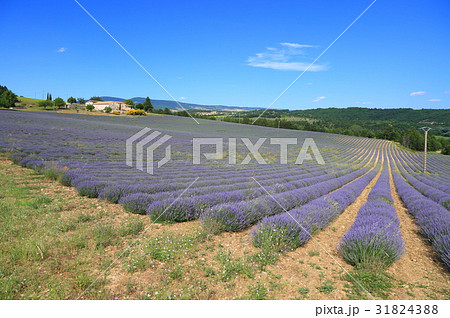 南仏プロヴァンス地方のラベンダー畑 31824388