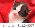 生まれたばかりの猫 31824557