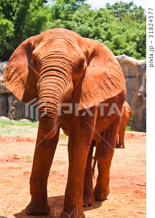 African elephant 31824577