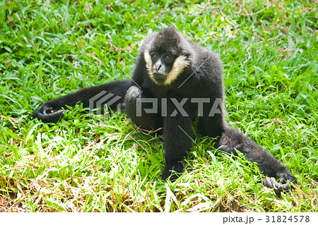 White Cheek Gibbon. White Cheek Gibbon. 31824578