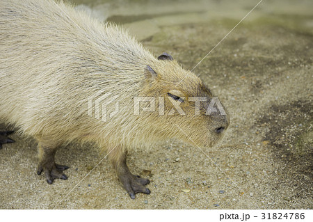 カピバラ カピバラ 31824786