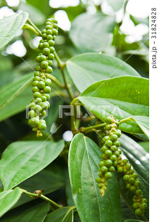 Fresh live green peper on tree Fresh live green peper on tree 31824828