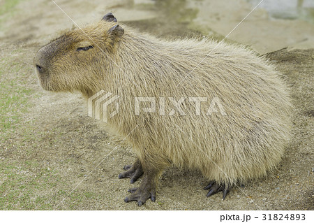 カピバラの写真素材 [31824893] - PIXTA