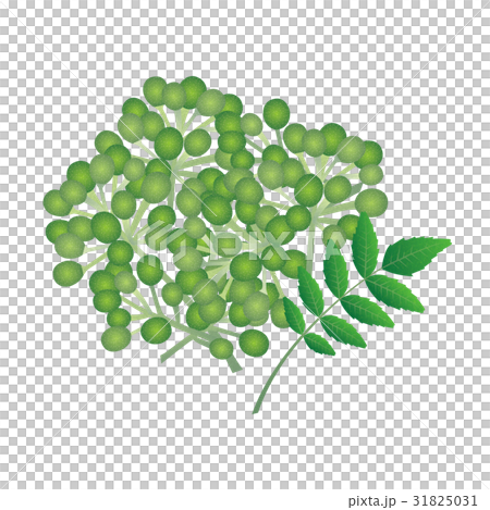 ぶどう山椒の実_2 31825031