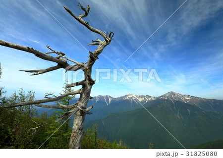 南アルプス・辻山から見る白峰三山 南アルプス・辻山から見る白峰三山 31825080