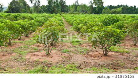 Jatropha plant in countryside of Thailand 31825158