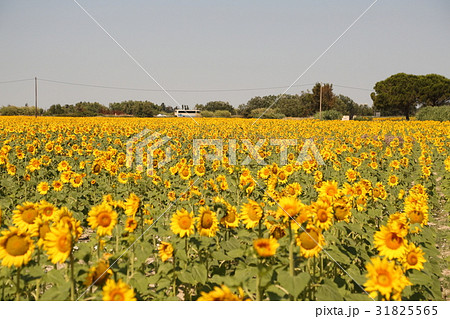 南仏、アルルのひまわり畑 31825565