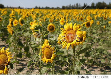 南仏、アルルのひまわり畑 31825566