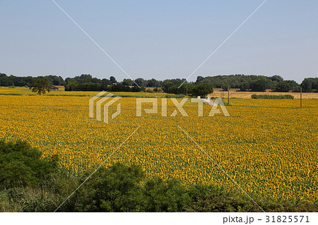 南仏、アルルのひまわり畑 31825571