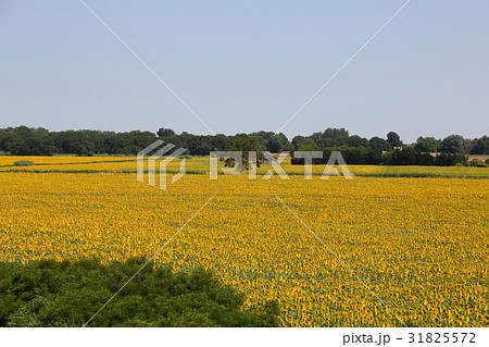 南仏、アルルのひまわり畑 31825572